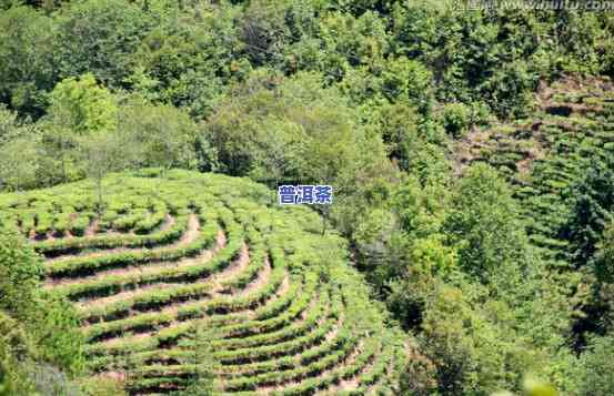 云南普洱澜沧县茶山-澜沧茶区茶山