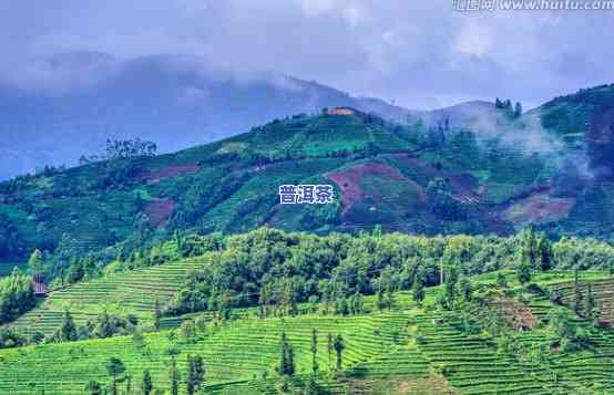 云南普洱澜沧县茶山-澜沧茶区茶山