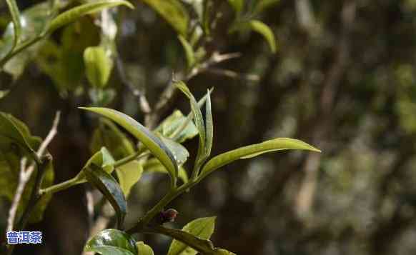 老班章古树茶的特点功效，探秘老班章古树茶：特点与功效