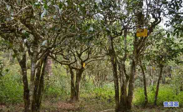 勐海县布朗山老班章古树茶园基地：村民小组茶农协会监制的茶，真实可靠