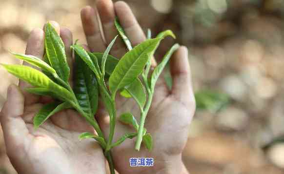 版纳普洱茶包含哪些种类？从大叶种到小叶种、生茶到熟茶，一网打尽！