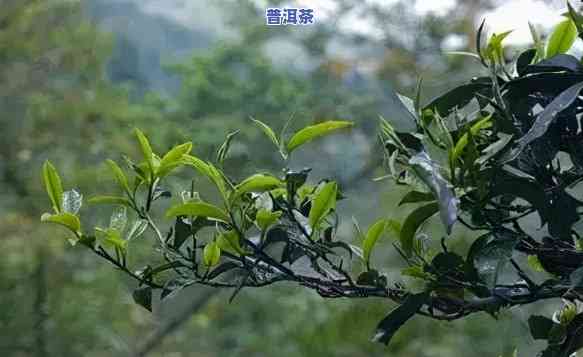 版纳普洱茶的特点：特别韵味与健康功效