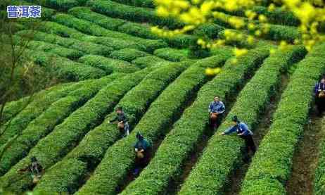 贵州茶树品种介绍大全及图片