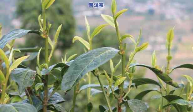 贵州的茶树能做普洱茶吗-贵州的茶树能做普洱茶吗视频