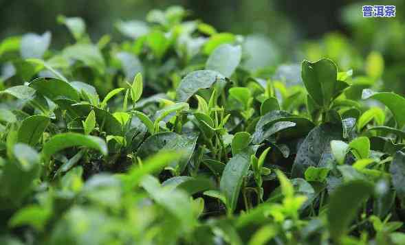 贵州的茶树能做普洱茶吗-贵州的茶树能做普洱茶吗视频