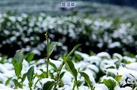 雪地里的普洱茶图片真实高清，冬日雪景中的普洱茶：真实高清图片展示