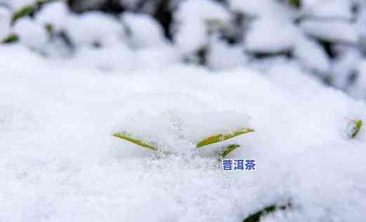 雪地里的普洱茶图片真实高清，冬日雪景中的普洱茶：真实高清图片展示