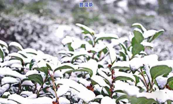 雪地里的普洱茶图片真实大全，冬日暖阳下，雪地里的普洱茶图片真实大汇总