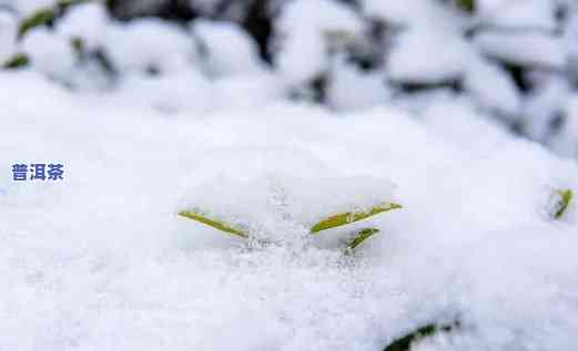 雪地里的普洱茶图片真实-雪地里的普洱茶图片真实高清