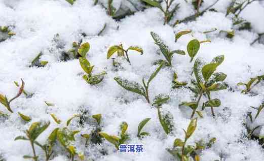 雪地里的普洱茶图片真实-雪地里的普洱茶图片真实高清