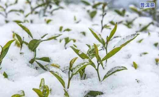 雪地里的普洱茶图片真实-雪地里的普洱茶图片真实高清