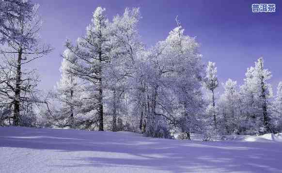 雪地里的图片唯美，冬日仙境：雪地里的一幅唯美景色