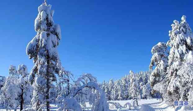 雪地里的图片唯美，冬日仙境：雪地里的一幅唯美景色