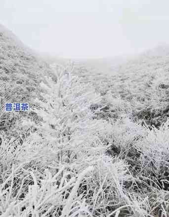 雪地里的雪，银装素裹：雪地里的冬季仙境