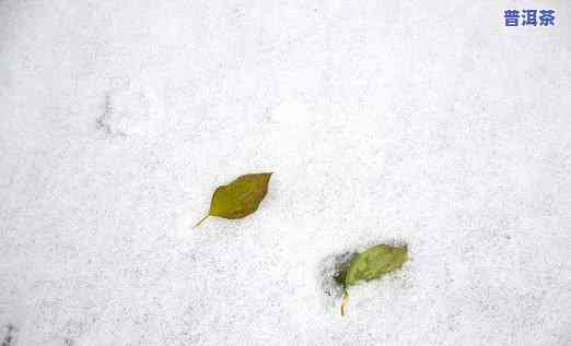 雪地里的雪，雪地里的雪：一场纯洁与美丽的邂逅