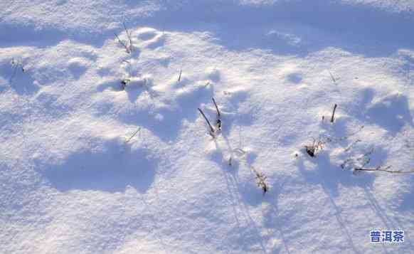 雪地里的雪，雪地里的雪：一场纯洁与美丽的邂逅