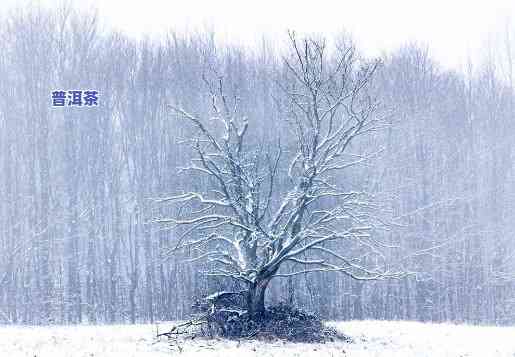 雪地里的树图片，冬日雪景：美丽雪地中挺立的树图片