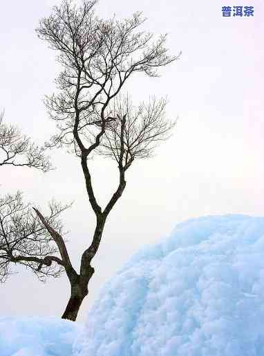 雪地里的树图片，冬日雪景：美丽雪地中挺立的树图片