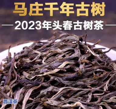 西安古树普洱茶保存时间多久，千年古都的珍藏：西安古树普洱茶保存期限揭秘