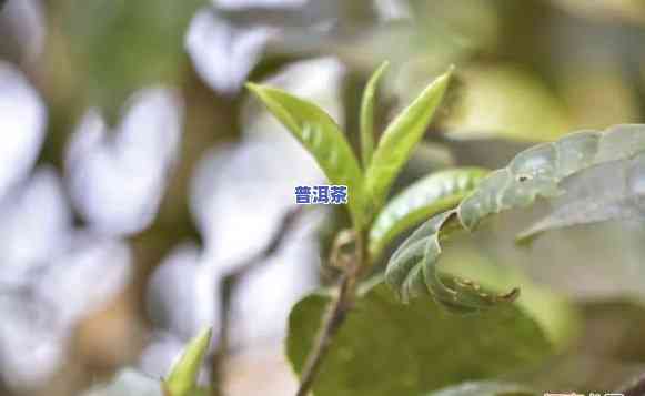 普洱凤凰窝茶山介绍-普洱市凤凰窝茶叶位置