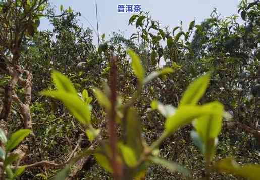 普洱凤凰窝茶山介绍-普洱市凤凰窝茶叶位置