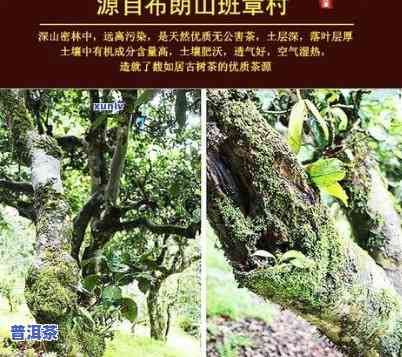 老班章古树茶头春茶-2020古树老班章春茶价格