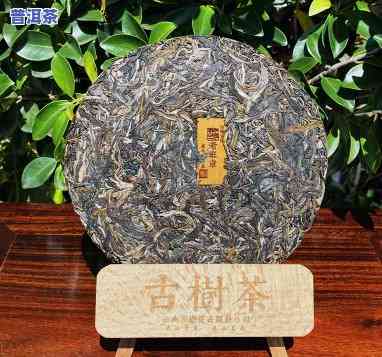 老班章古树茶头春茶-2020古树老班章春茶价格