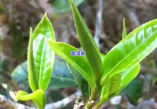 普洱茶里有小芽头能喝吗，普洱茶里的小芽头是不是可以饮用？