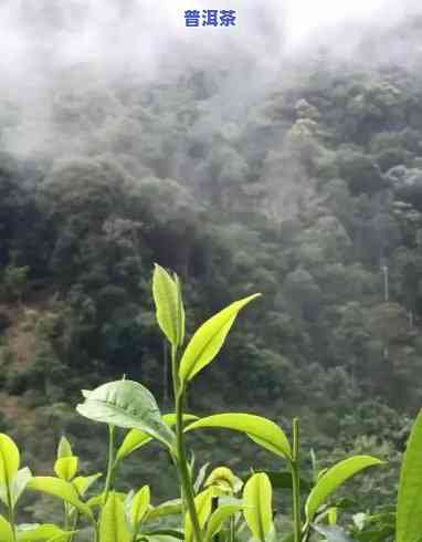 云县好喝的普洱茶在哪里啊，寻找美味普洱茶？来云南云县，这里有你想要的好茶！