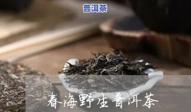 春海普洱茶好不好喝一点-春海普洱茶好不好喝一点呢