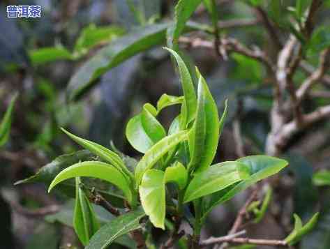 探究临沧普洱茶的特别口感及其优势与特点