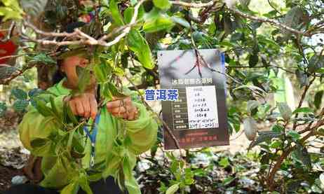 老班章茶王价格，探寻老班章茶王的神秘价格，你不可错过的茶叶珍品！