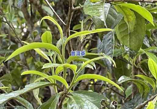 雨林古树老班章价格，探究雨林古树老班章的价格走势与收藏价值