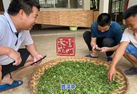 深入解析：普洱茶鲜叶与毛料价格的区别