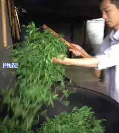 普洱茶鲜叶和毛料的价格对比，揭秘普洱茶价格差异：鲜叶与毛料的价差分析