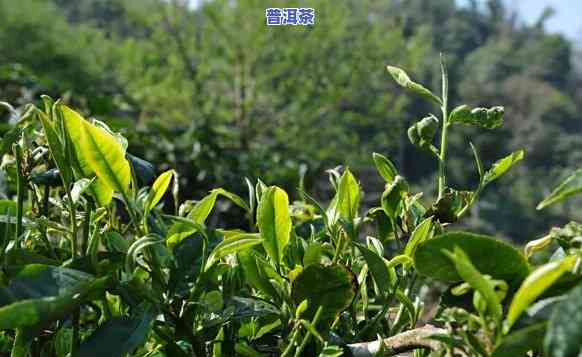 老班章古树茶：功效、特点与所属档次全解析