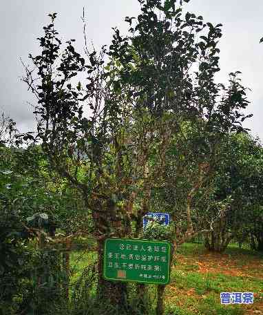 布朗山布朗族乡老班章茶农协会：掌控布朗山老班章及周边茶园