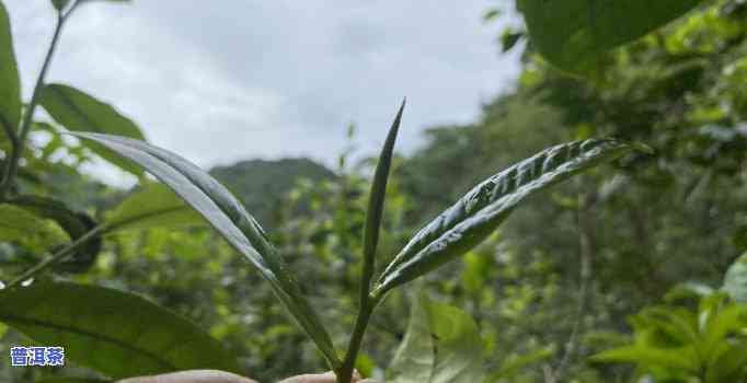 普洱台地茶什么意思-普洱台地茶是什么