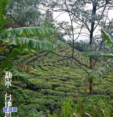 普洱台地茶什么意思-普洱台地茶是什么