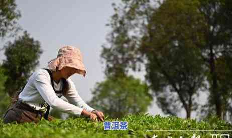 黑龙江普洱茶功效和作用-黑龙江普洱茶功效和作用是什么