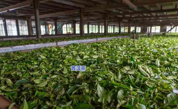 永明普洱茶厂，探索云南普洱茶的魅力：深入熟悉永明普洱茶厂的故事