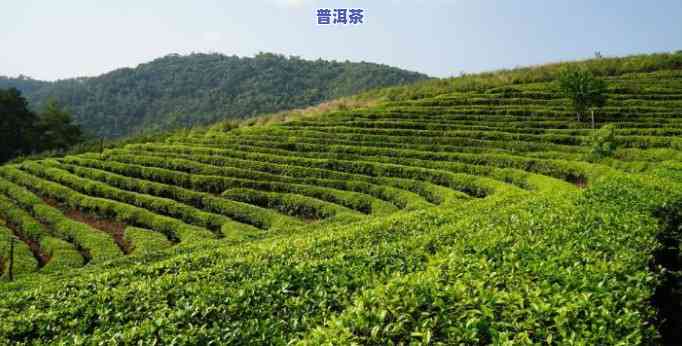 永明普洱茶场在哪-永明普洱茶场在哪里