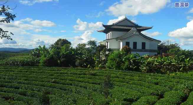 永明普洱茶场在哪-永明普洱茶场在哪里