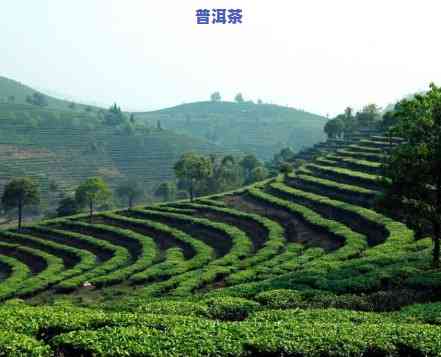 永明普洱茶场在哪-永明普洱茶场在哪里