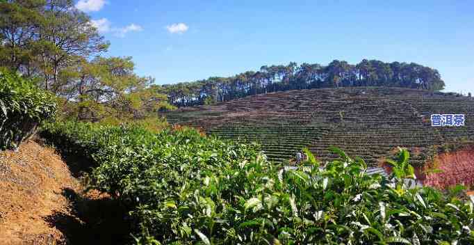 永明普洱茶场在哪-永明普洱茶场在哪里