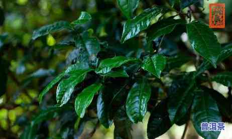 普洱茶有哪几种，探究普洱茶的多样性：熟悉其不同种类和特点