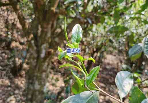 老班章是大叶种吗，揭秘老班章：它是不是属于大叶种？