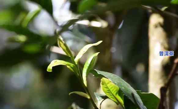 老班章乔木茶：普洱茶中的佼佼者，有何特别特点？