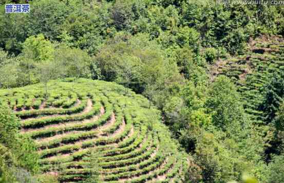 普洱茶山怎么保存，普洱茶山的正确储存方法