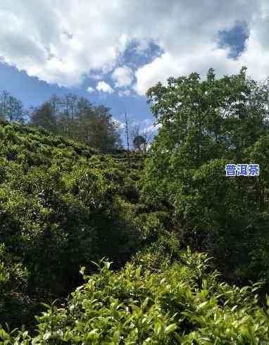 普洱茶山怎么保存，普洱茶山的正确储存方法